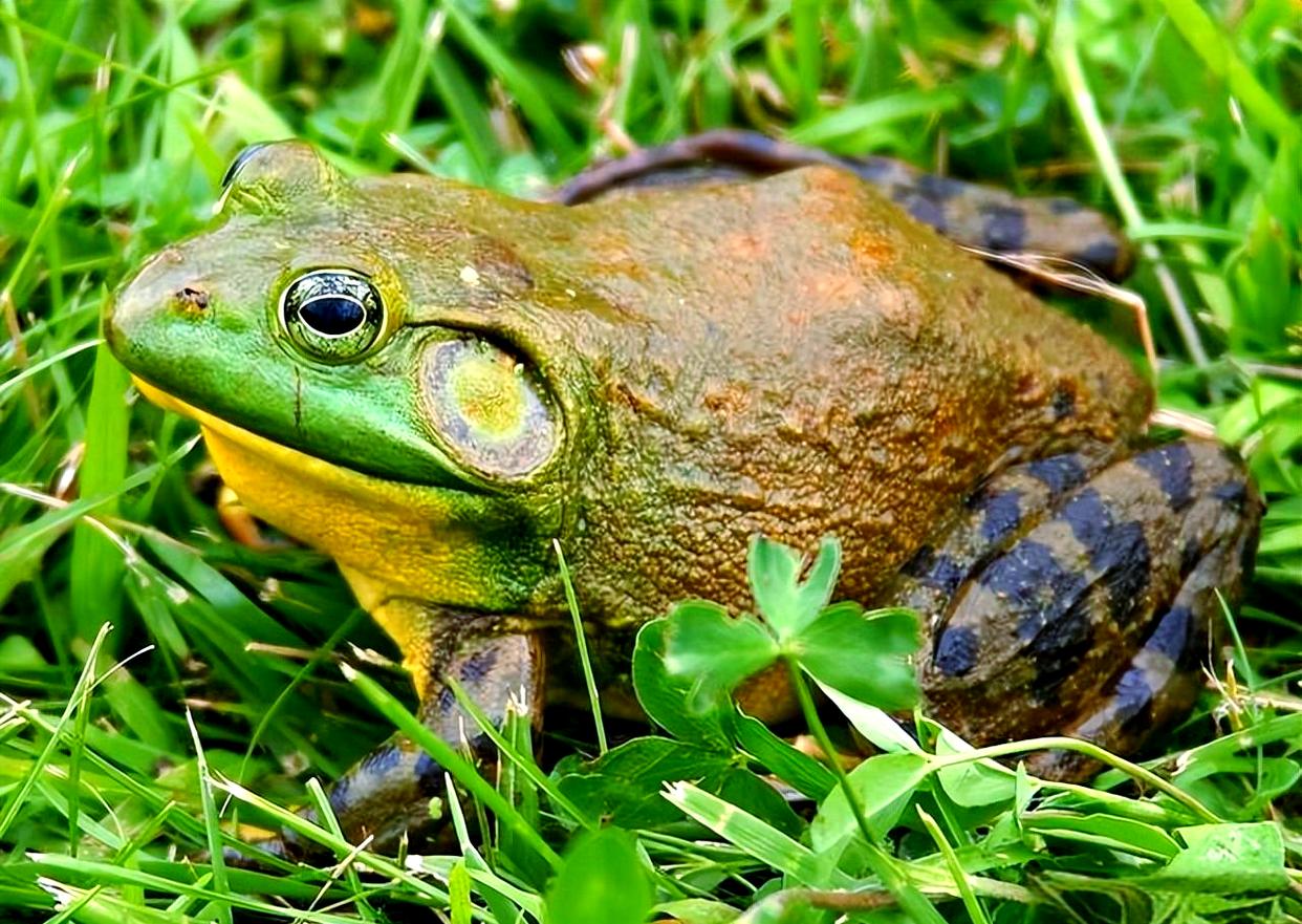 牛蛙养殖需要什么条件
