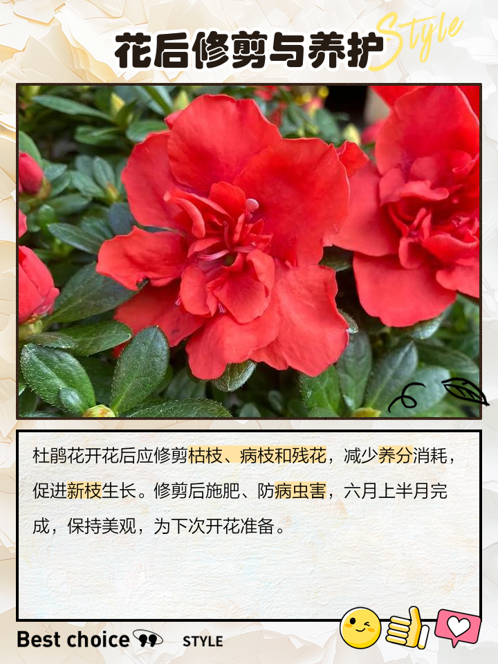 杜鹃花能不能养殖在室内