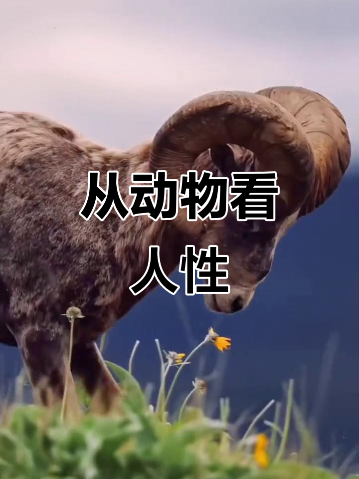道貌岸然形容什么动物