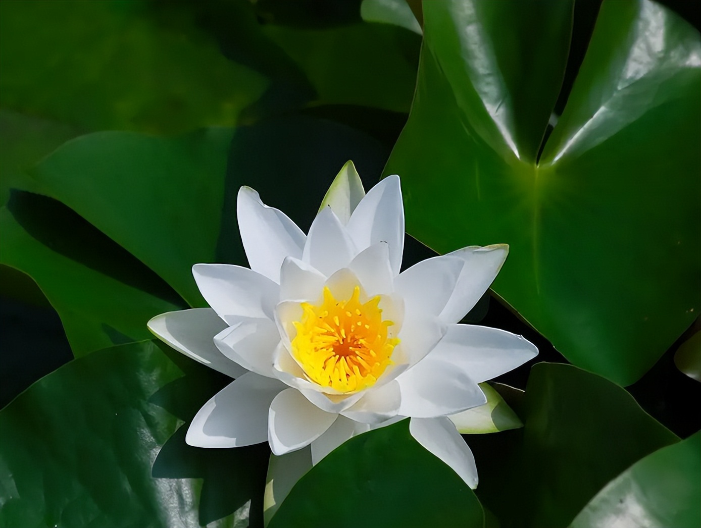 圣母婊和白莲花是什么意思