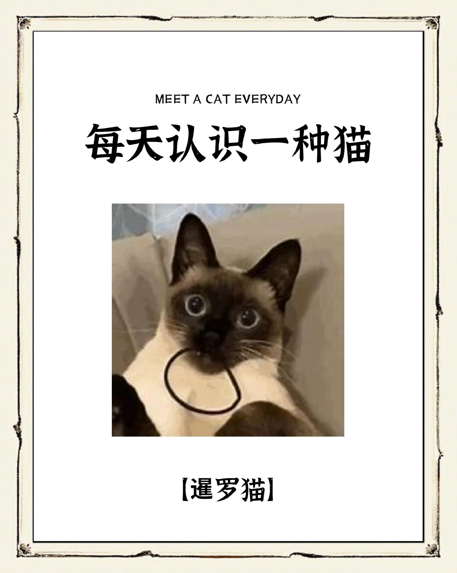 暹罗猫的读音介绍暹罗猫怎么念