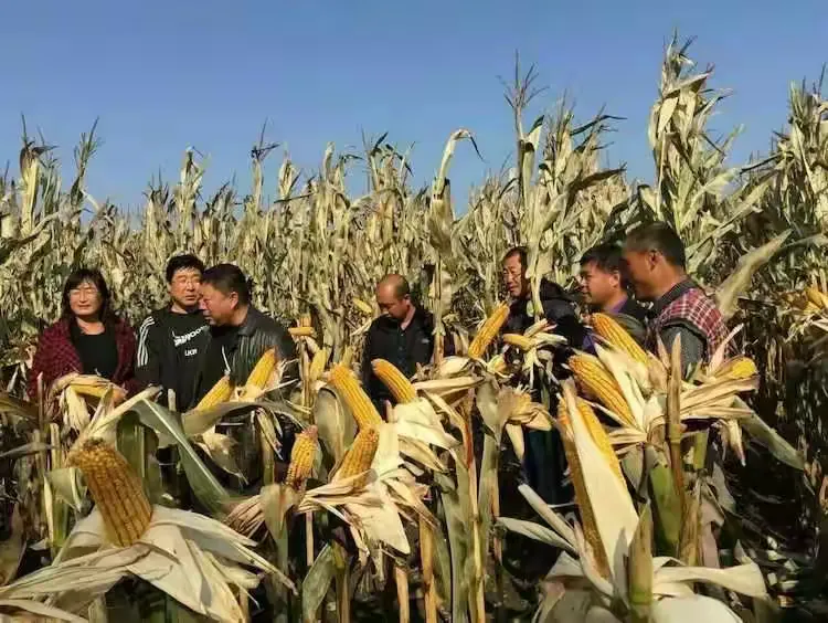 大德216玉米种子积温附简介