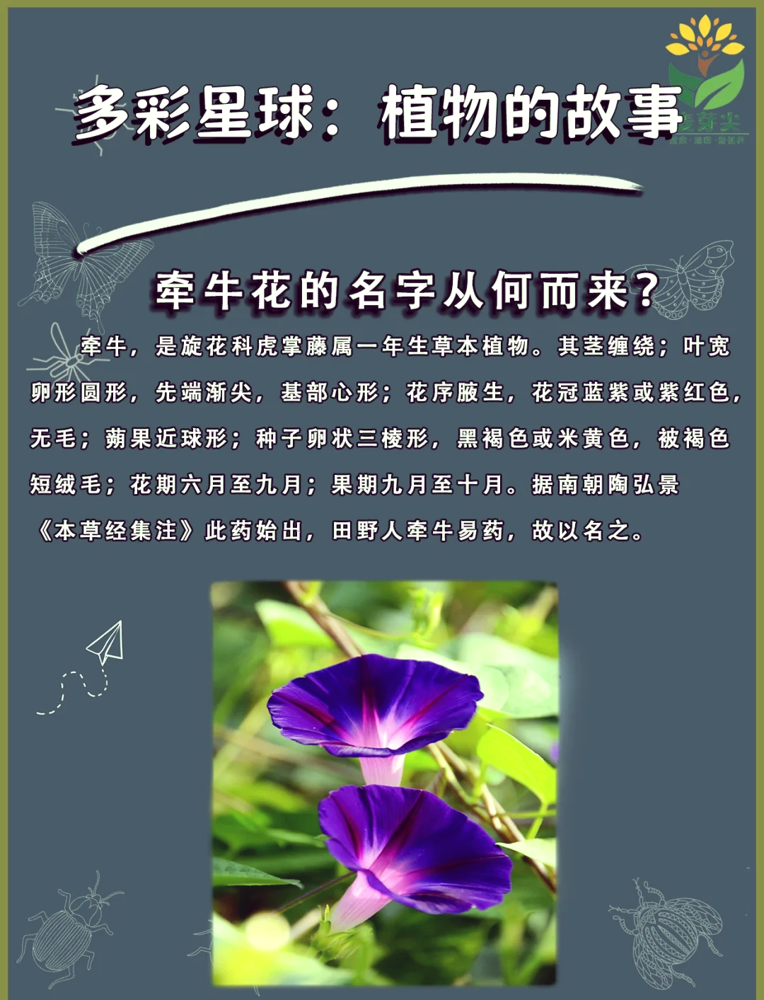 牵牛子能治疗雀斑吗牵牛子的功效与作用