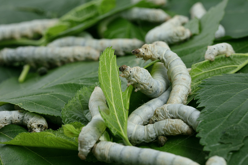 蚕除了吃桑叶还能吃什么