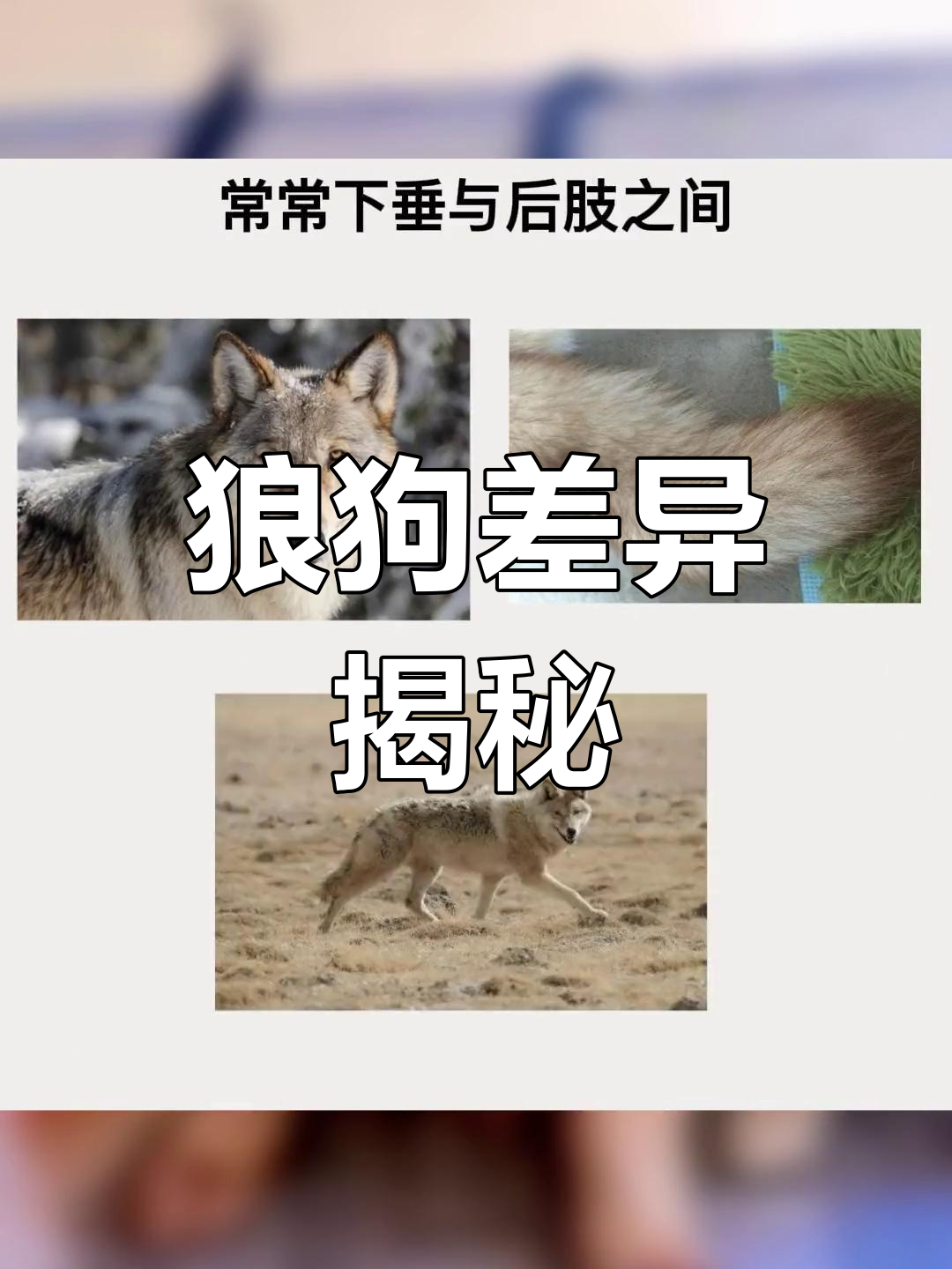 哈士奇外观,哈士奇与狼的区别