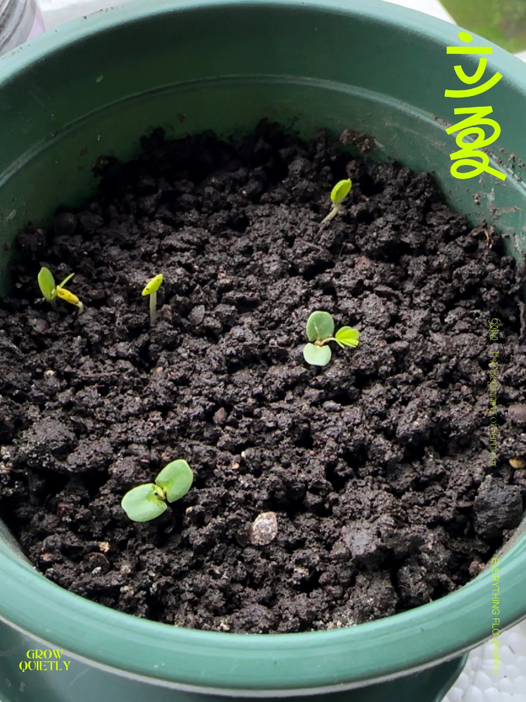 含羞草怎么种,三个步骤即可播种完成