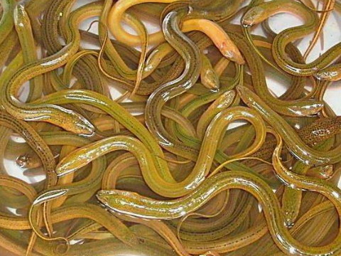 做梦梦到黄鳝是什么意思