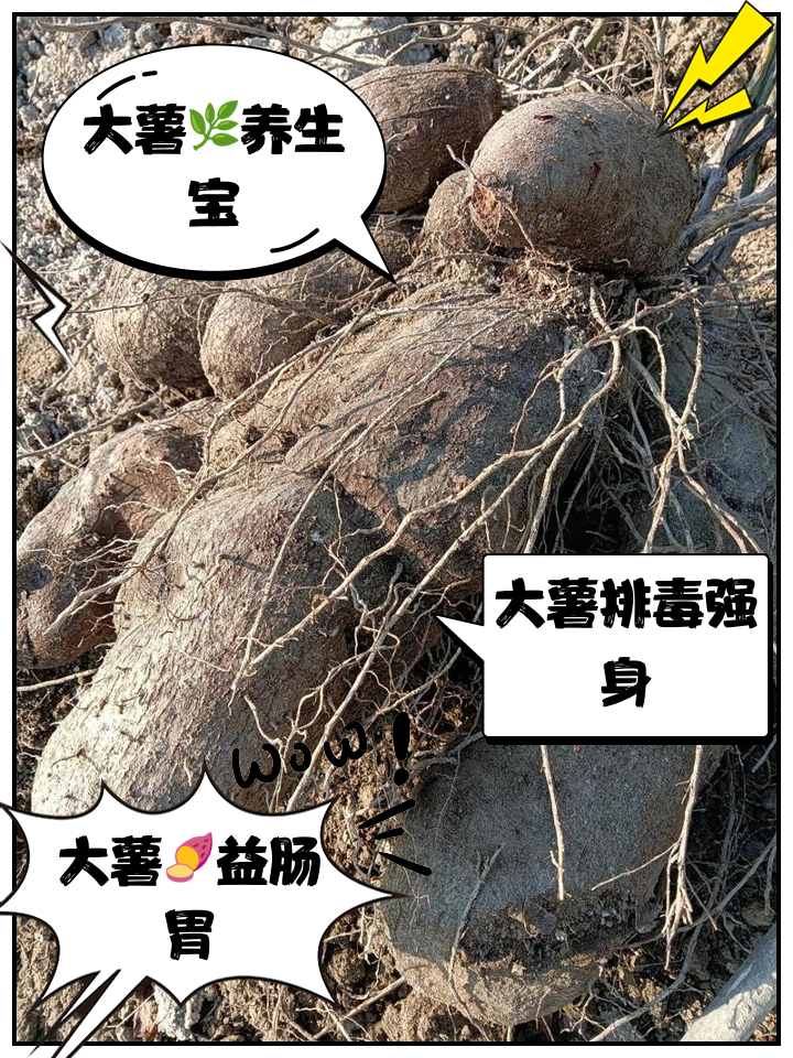 冬薯的功效和做法冬薯的效用和制作方法