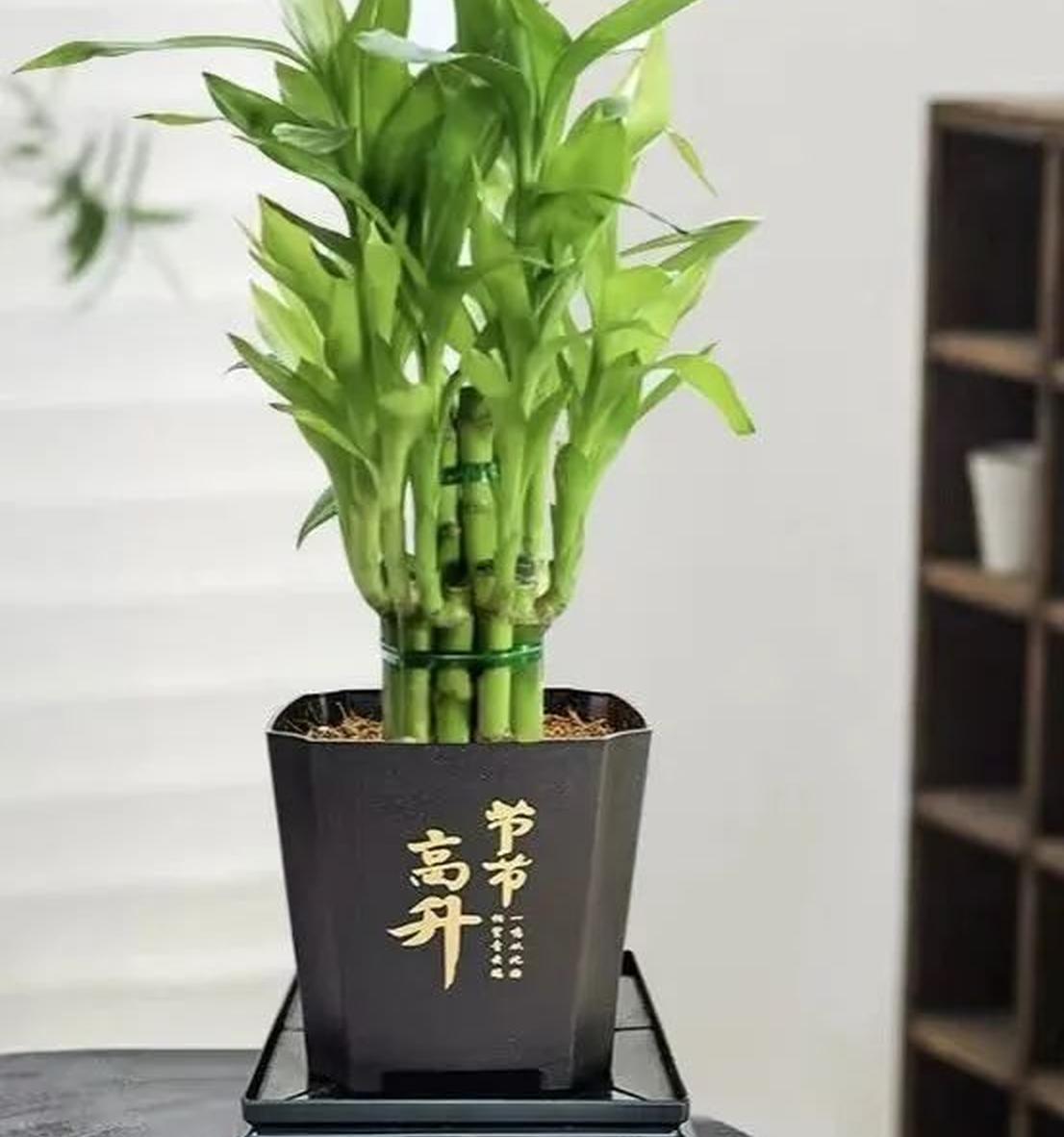 养什么植物最旺财旺家庭