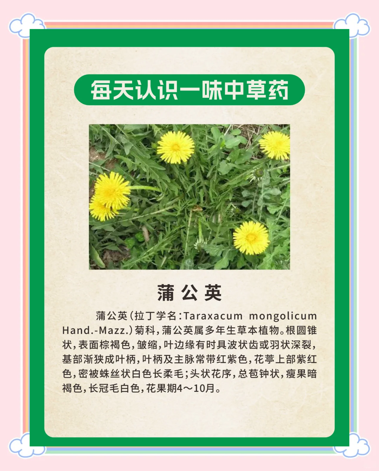 蒲公英的根和叶子功效一样吗