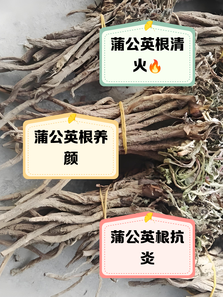 蒲公英的根和叶子功效一样吗