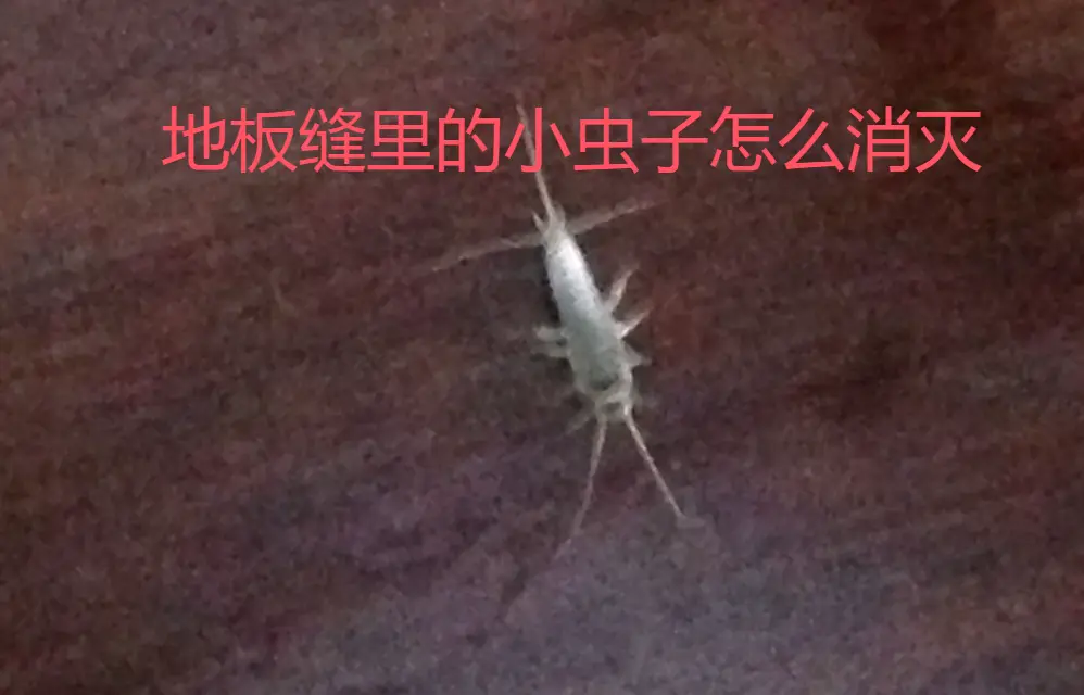 家里有小白虫特别小怎么处理