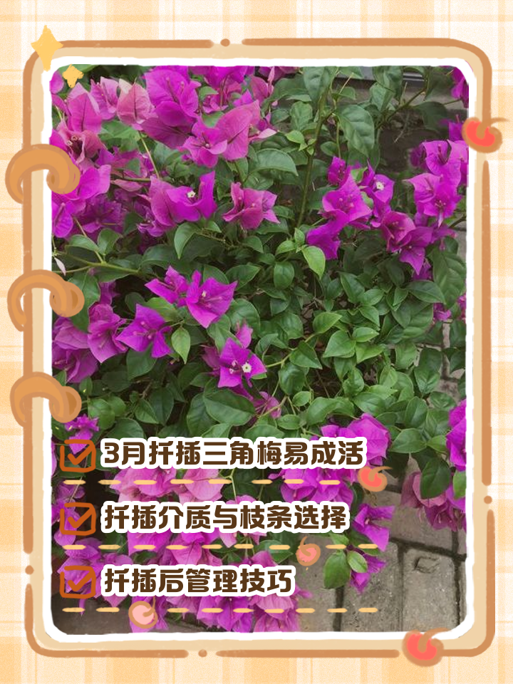 三角梅扦插生根最快方法