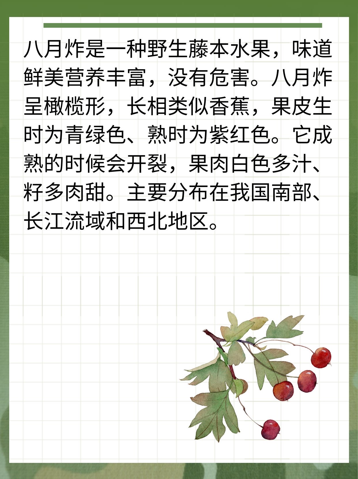 八月札的功效与使用方法