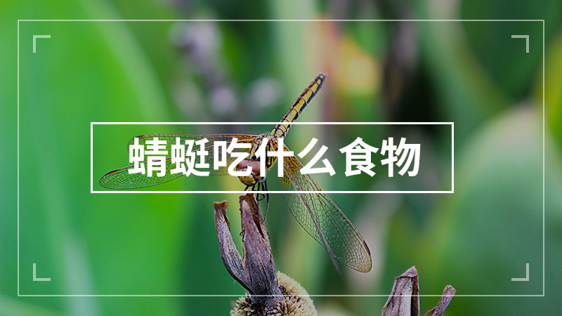 蜻蜓吃什么东西作为食物