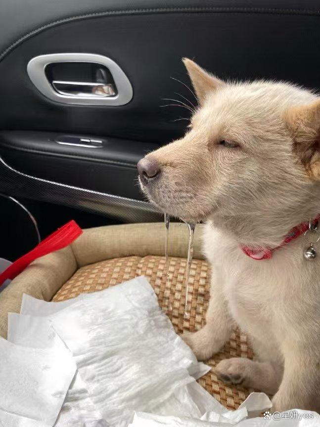 狗狗吐白沫黏液是怎么回事