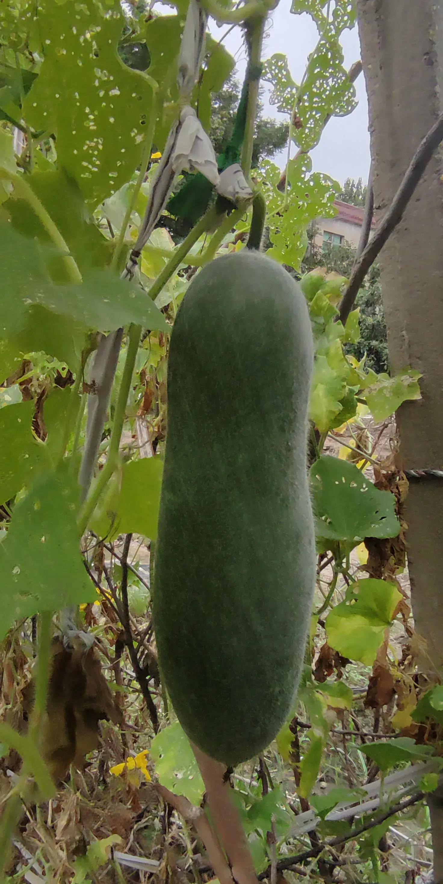 黄瓜之台何堪再摘是什么意思