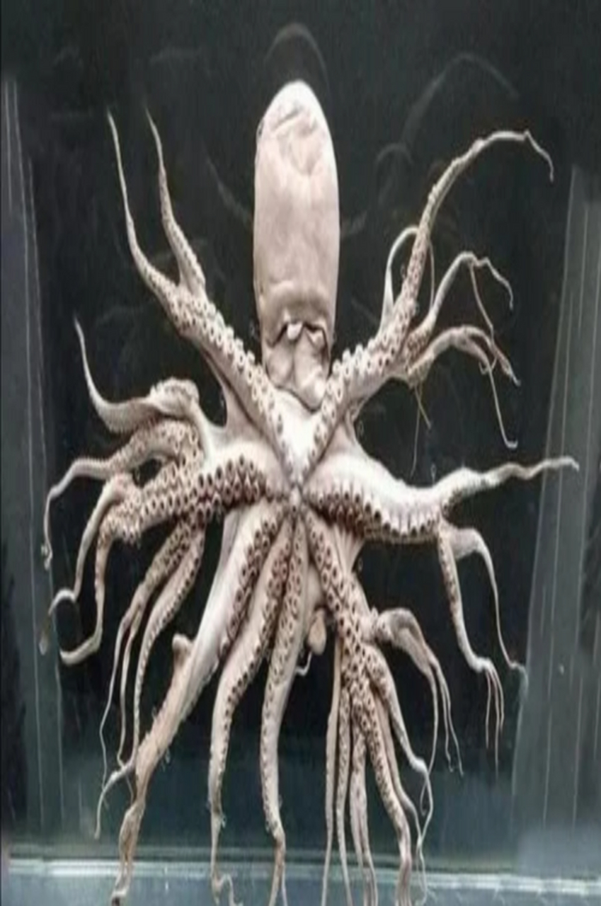 日本核污染变异生物有哪些