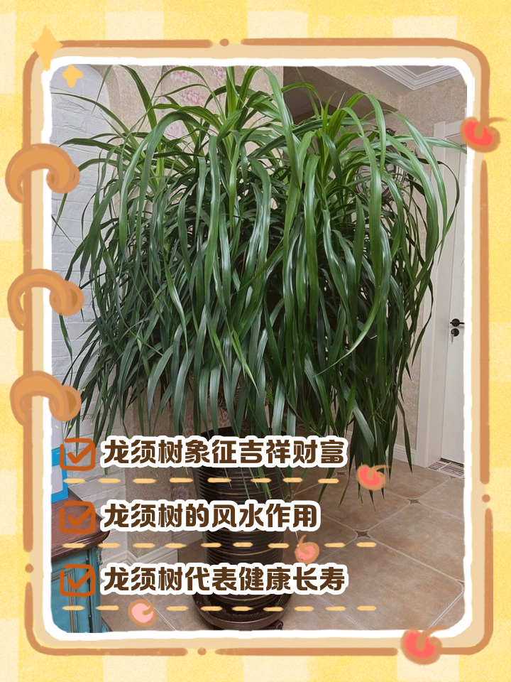 龙须树开花是预示什么