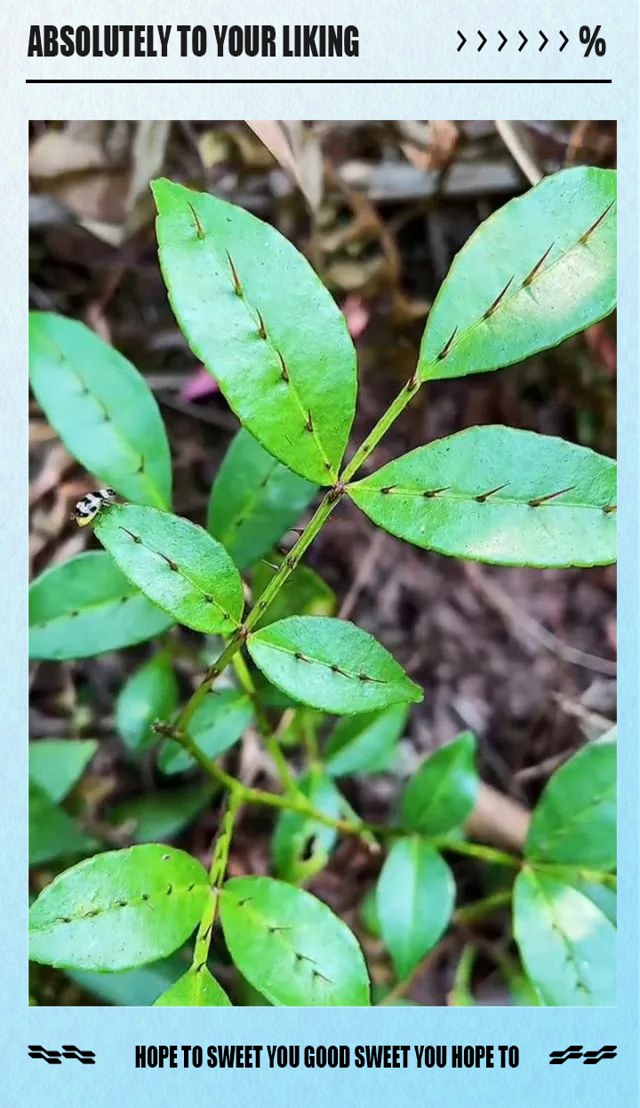 2025年12月23日 第2页