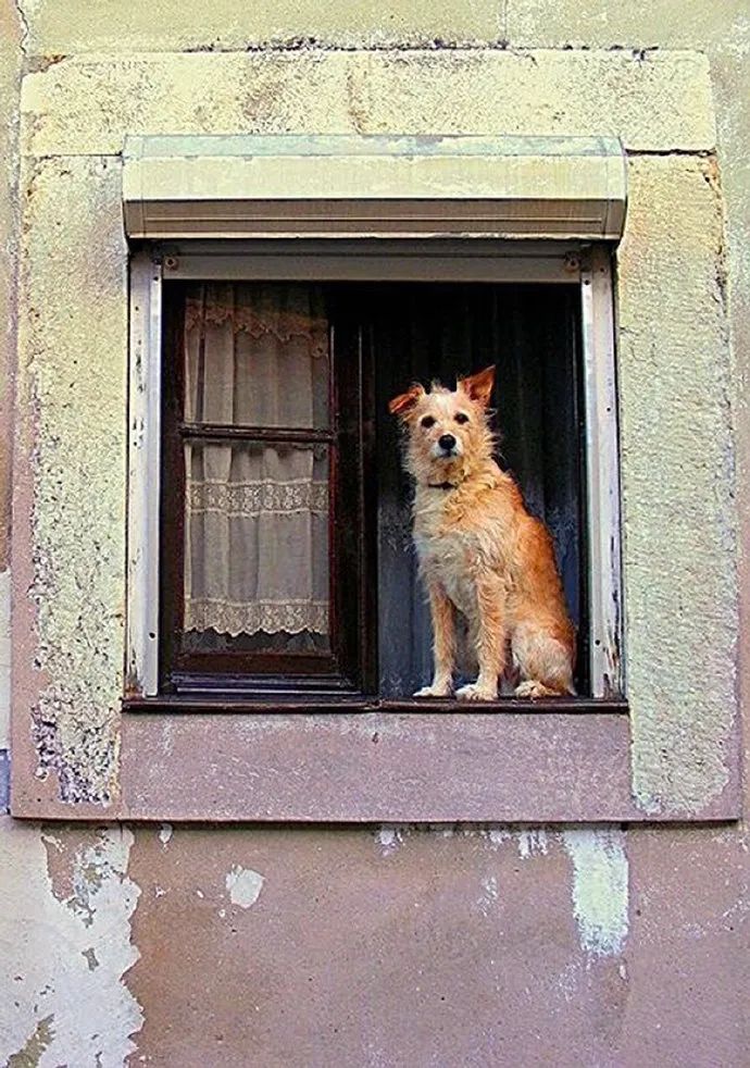 翘首以盼的首是什么意思翘首以盼造句