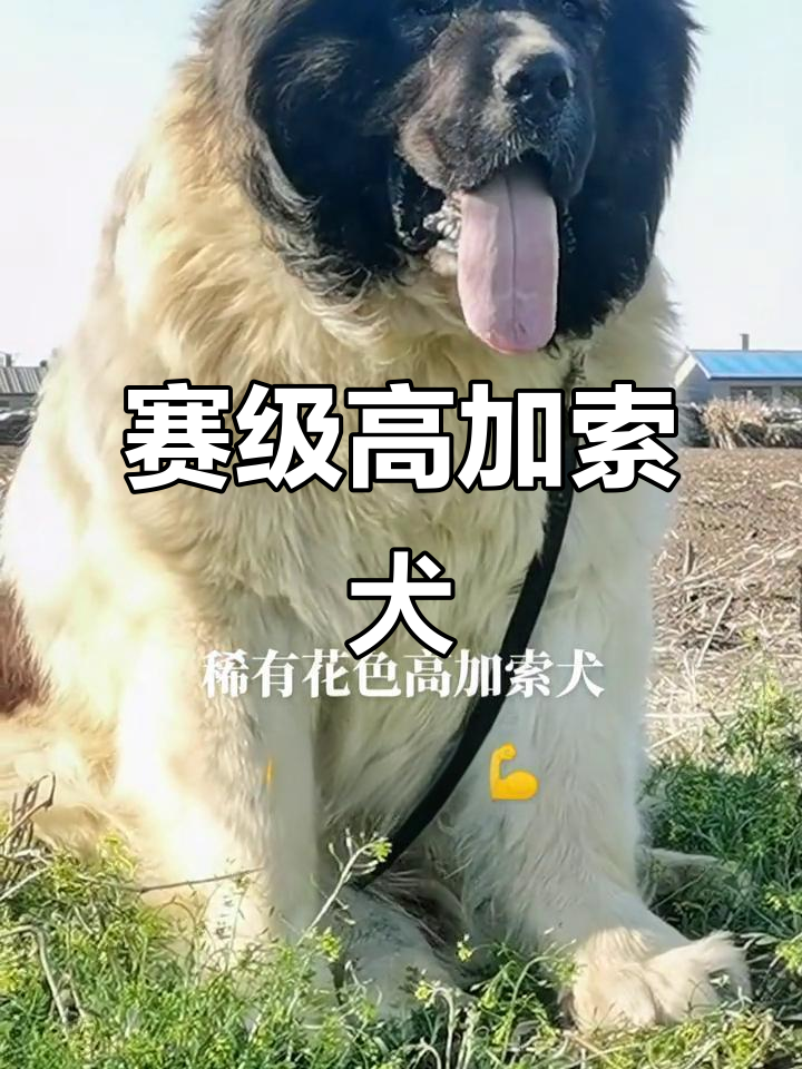 念代蓝