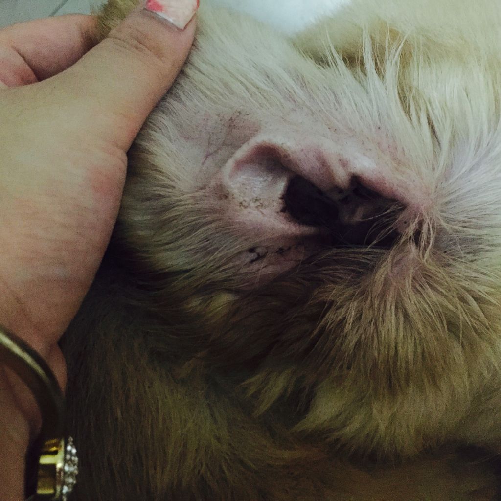 狗耳朵里有褐色泥状物怎么办
