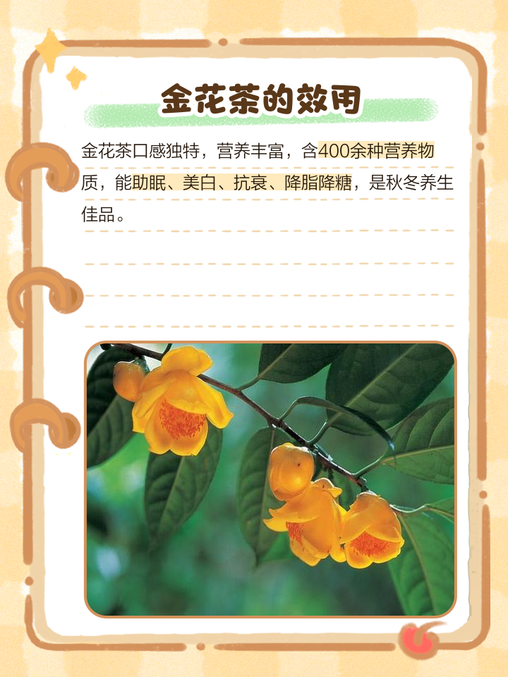 金花茶的功效与作用及食用方法