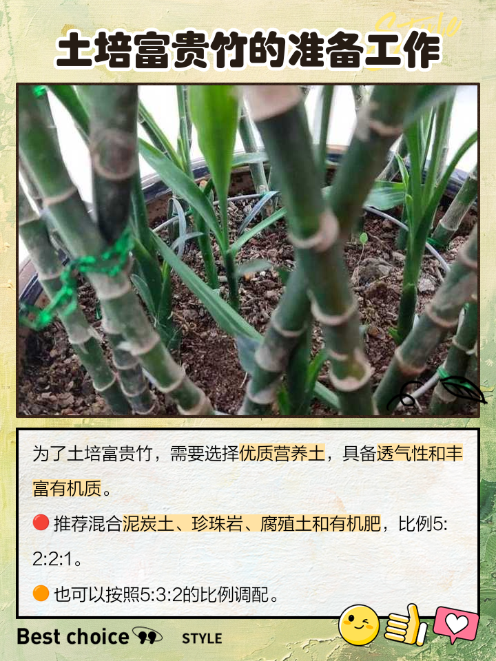 刚刚买来的富贵竹怎么养