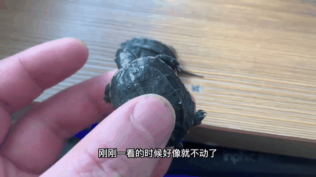 家里的乌龟死了该如何处理