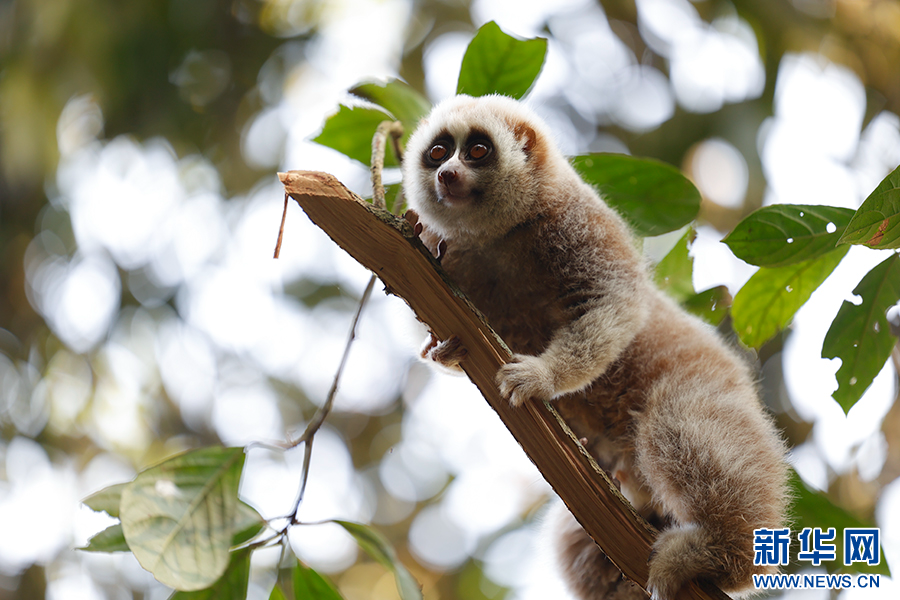 野外天空是什么生肖动物图片