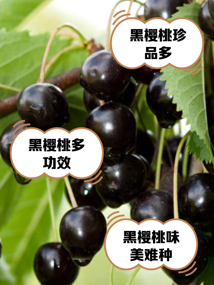 车厘子红色的好还是黑色的好