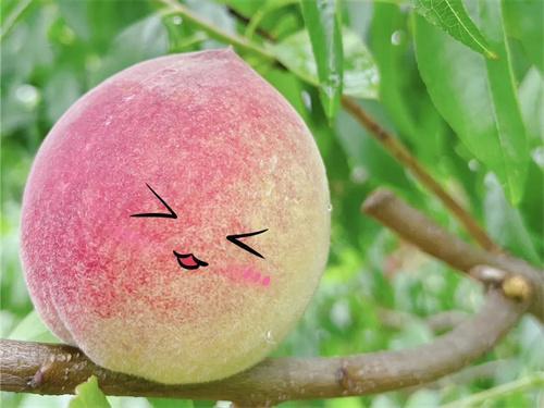 孕妇梦见摘桃子是什么意思