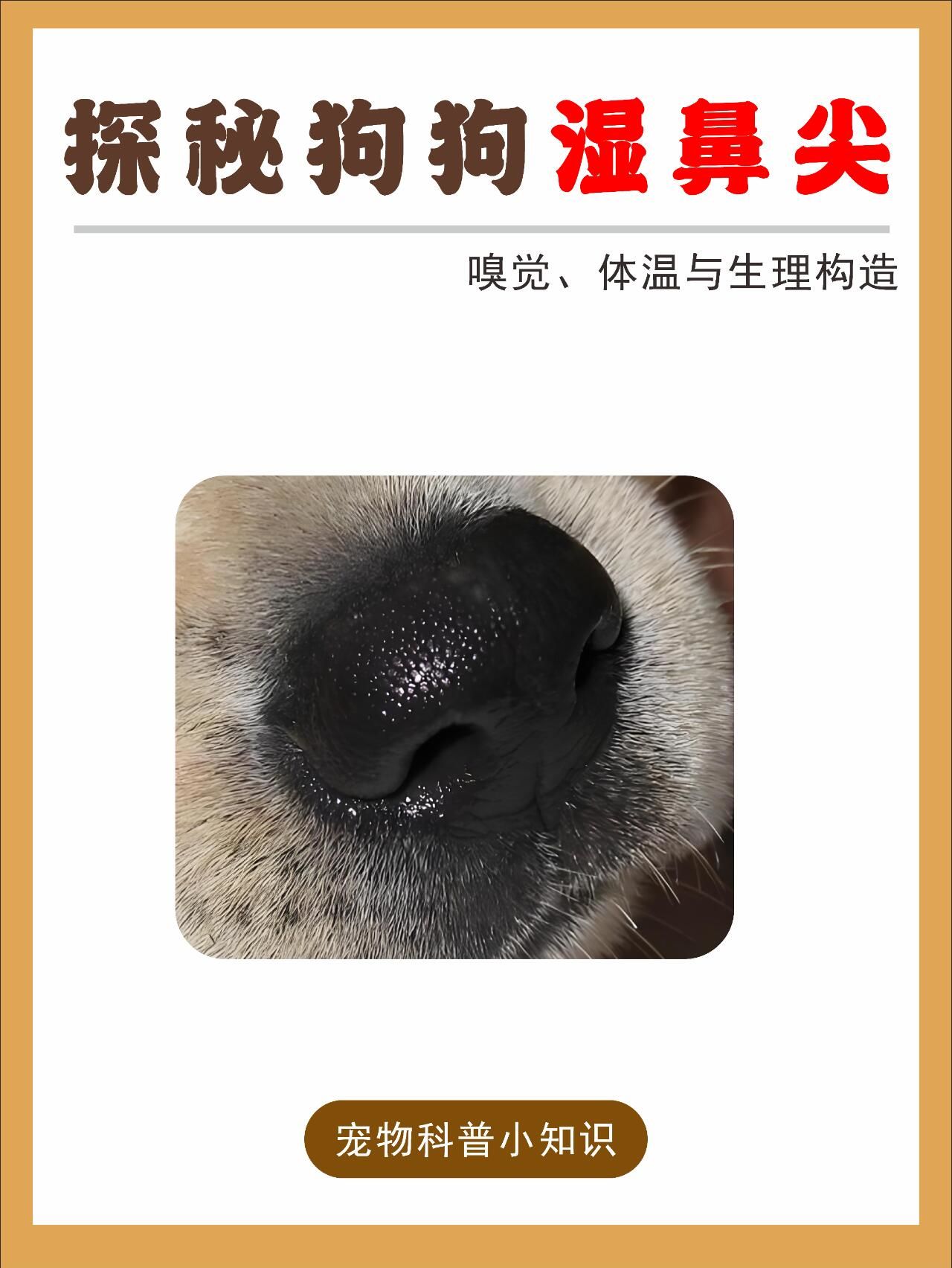 狗鼻子干燥是不是病了啊