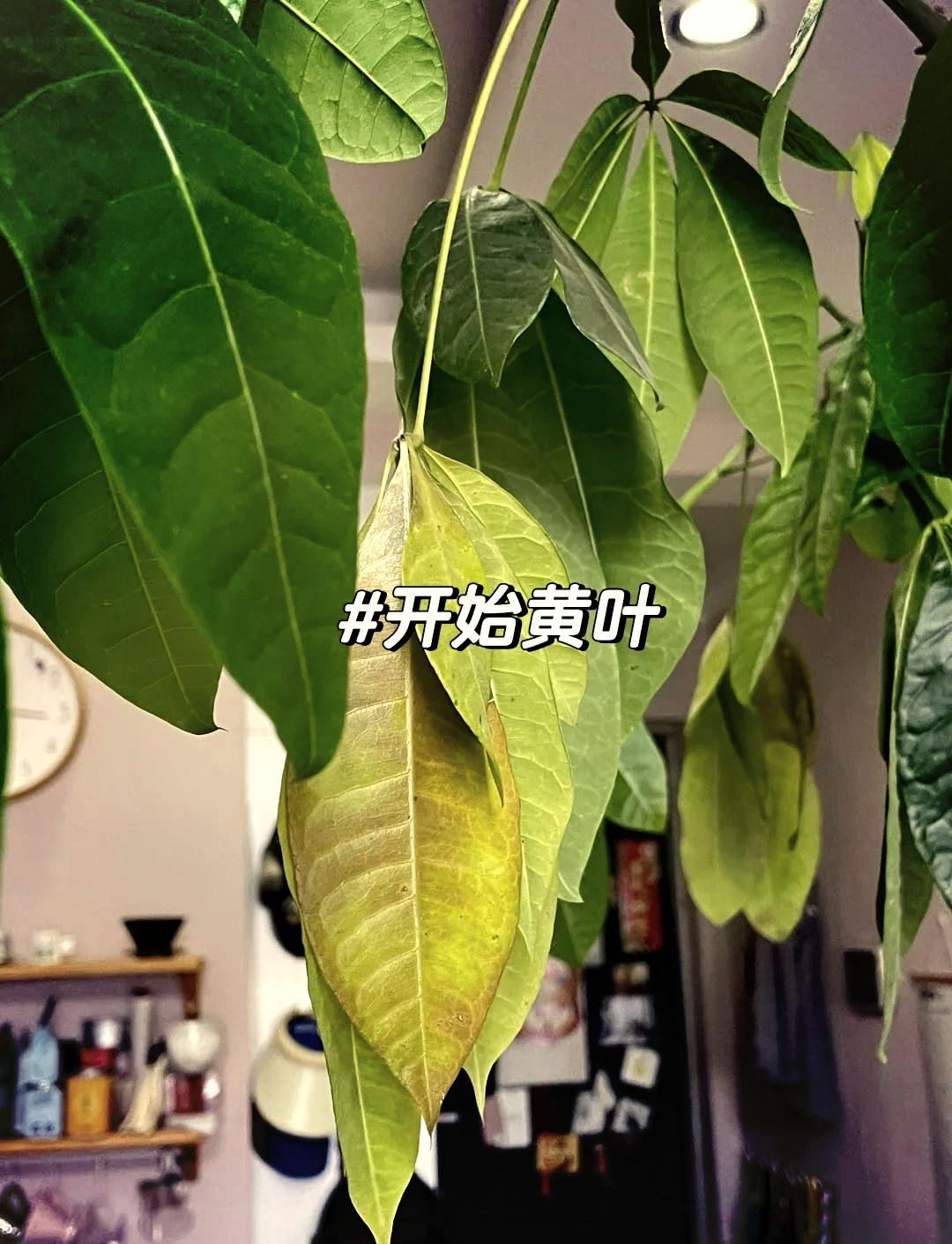 发财树叶子干枯,要不要把叶子都剪掉栽培？