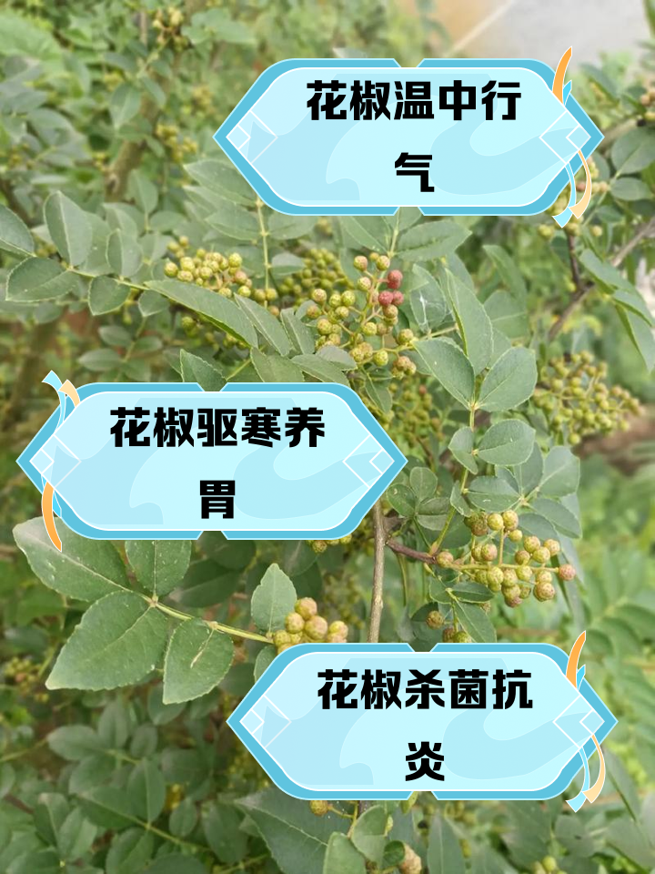 辣椒叶的功效与作用及禁忌