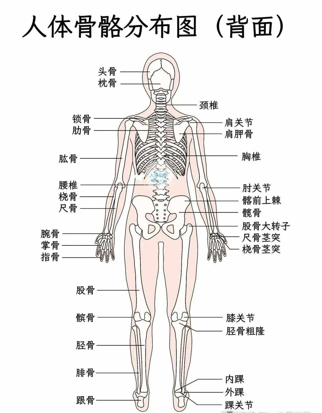 成年人身上有多少块骨骼