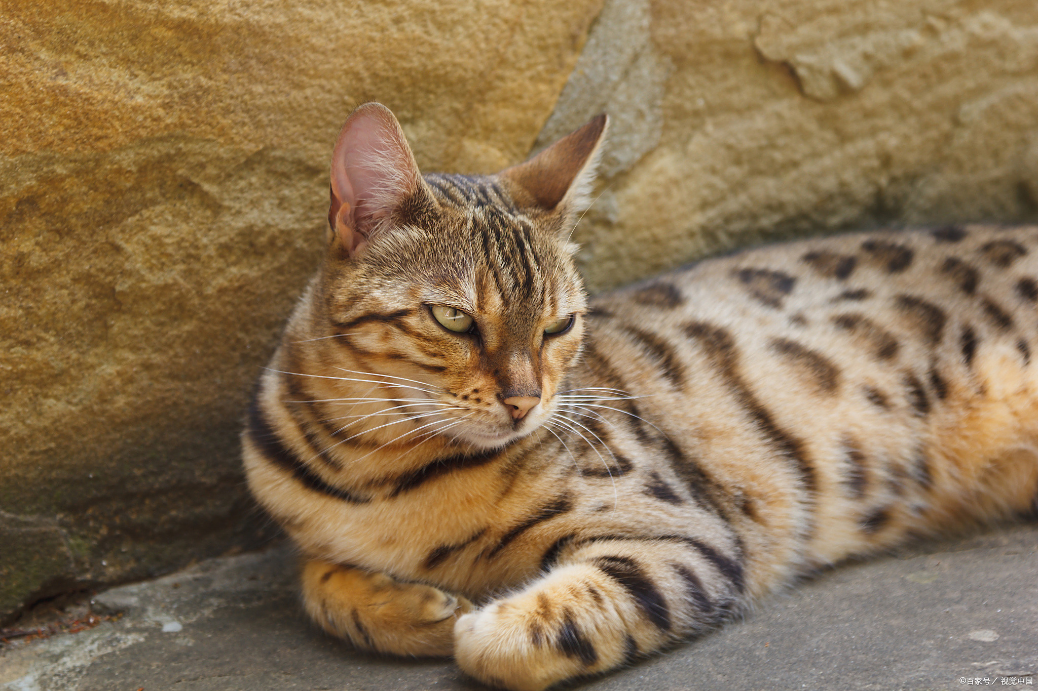 豹猫是国家的几级保护动物呢
