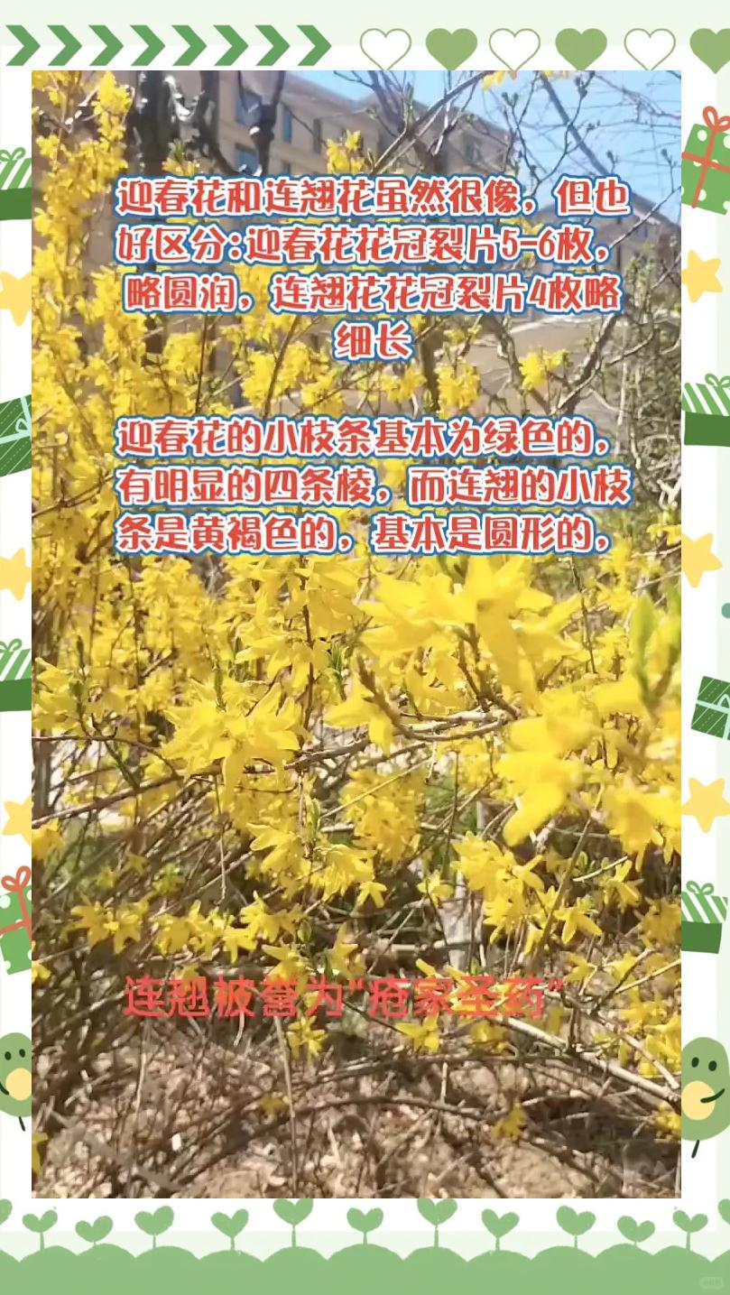 迎春花与连翘花有何不同