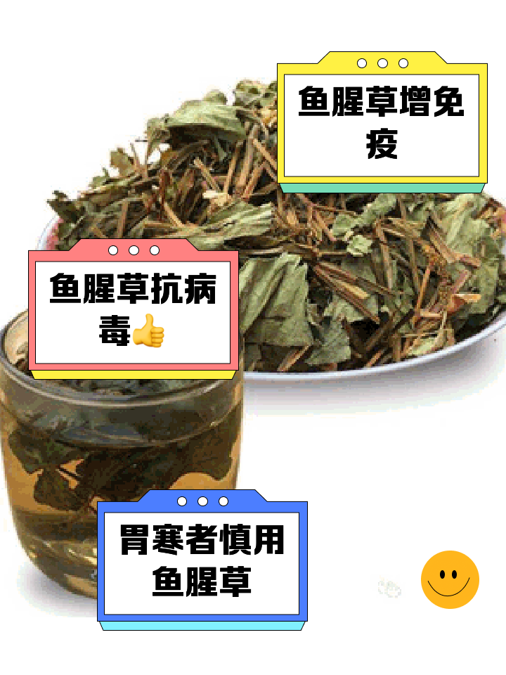 鱼腥草副作用:多吃对胃不好