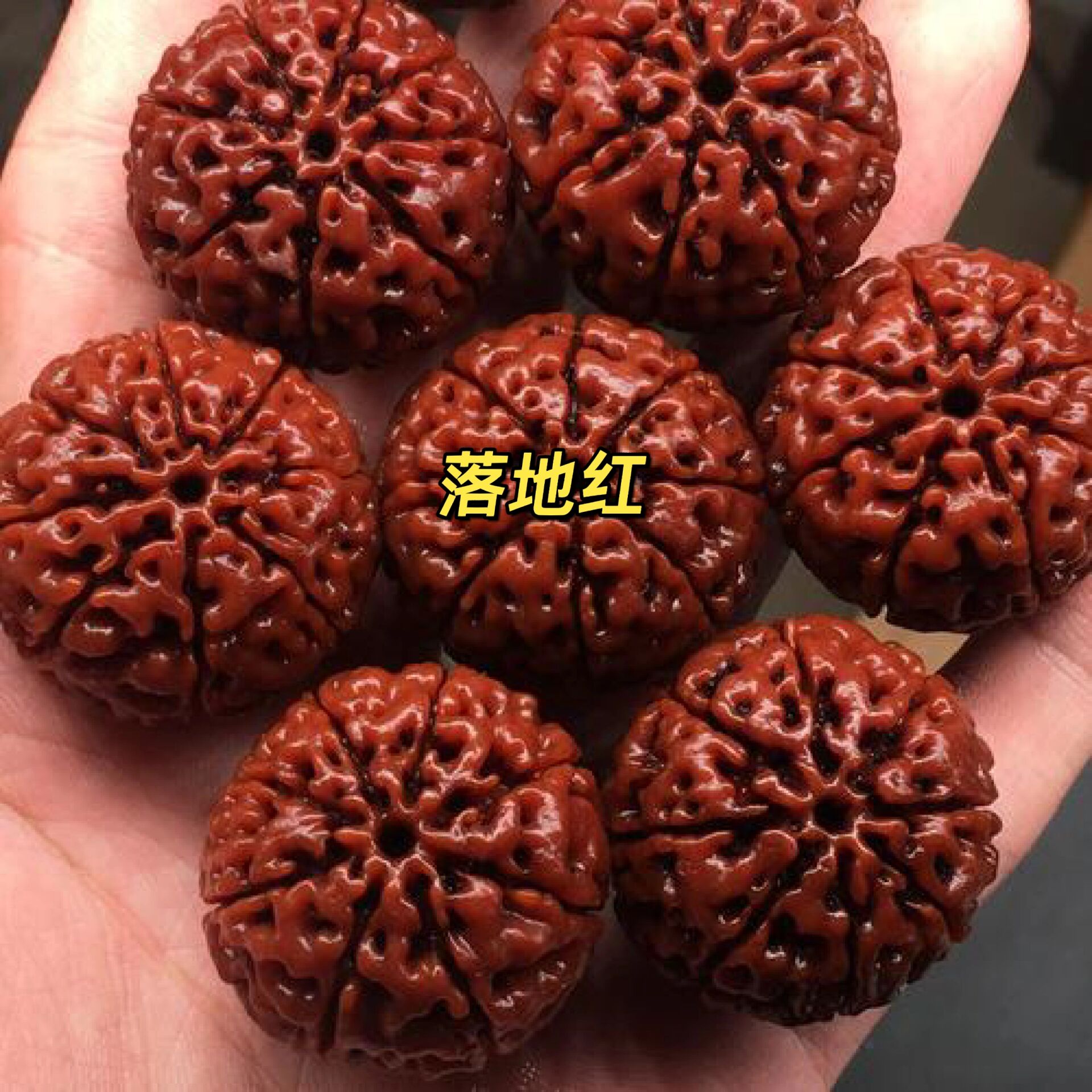 落地红和金刚菩提的区别