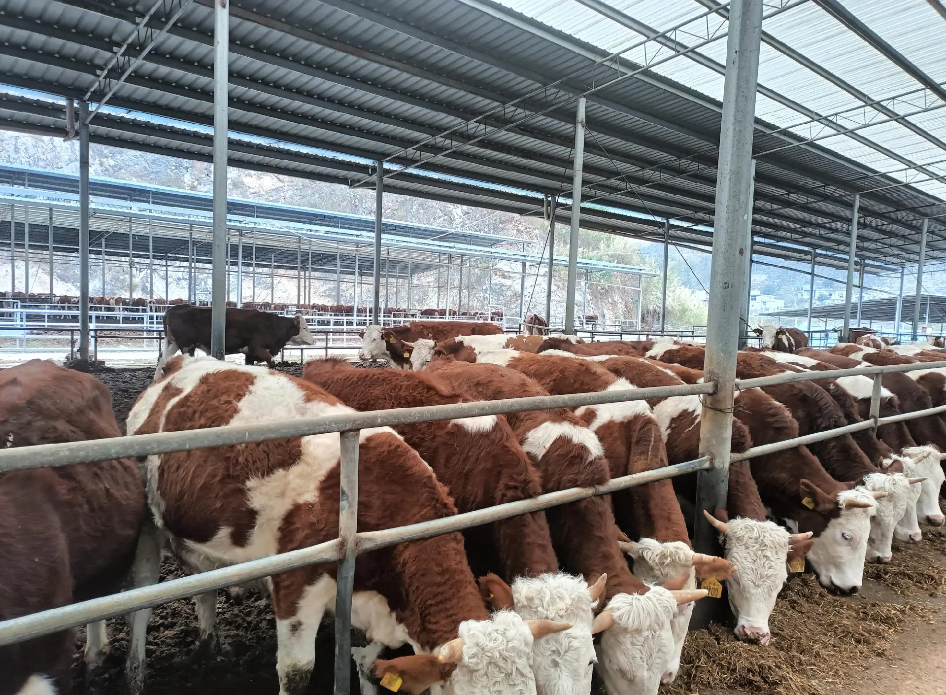 养殖业什么最好养最稳定