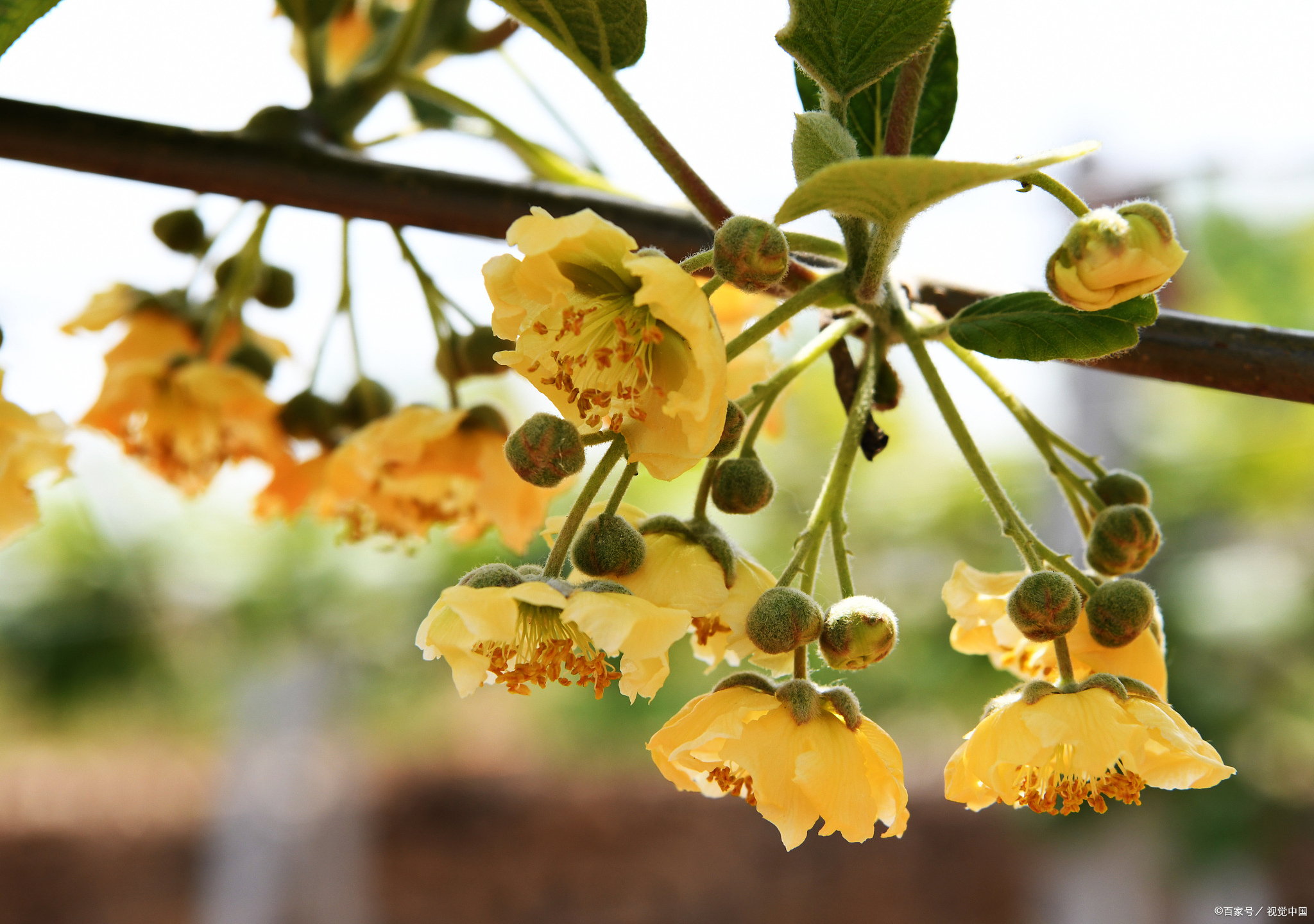 猕猴桃什么时候开花结果