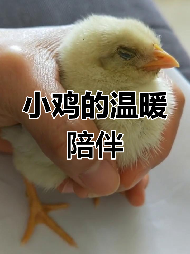 怎样才能让小鸡安静下来