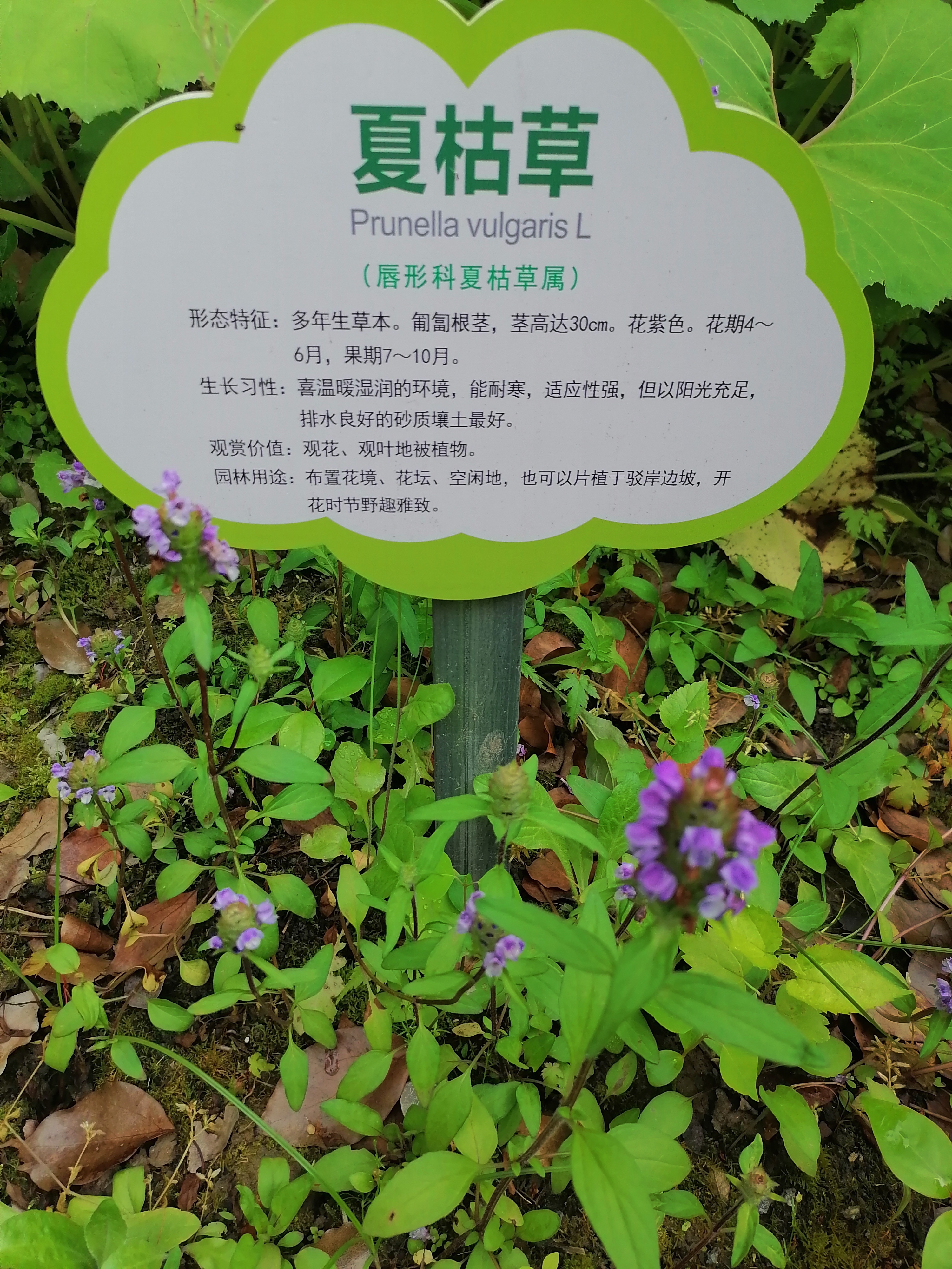 草木之心比喻什么是什么意思