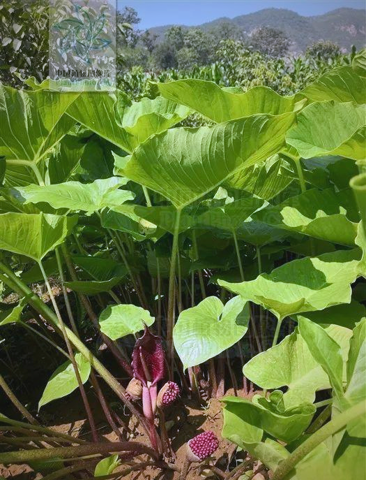 独角莲的功效与作用及食用方法