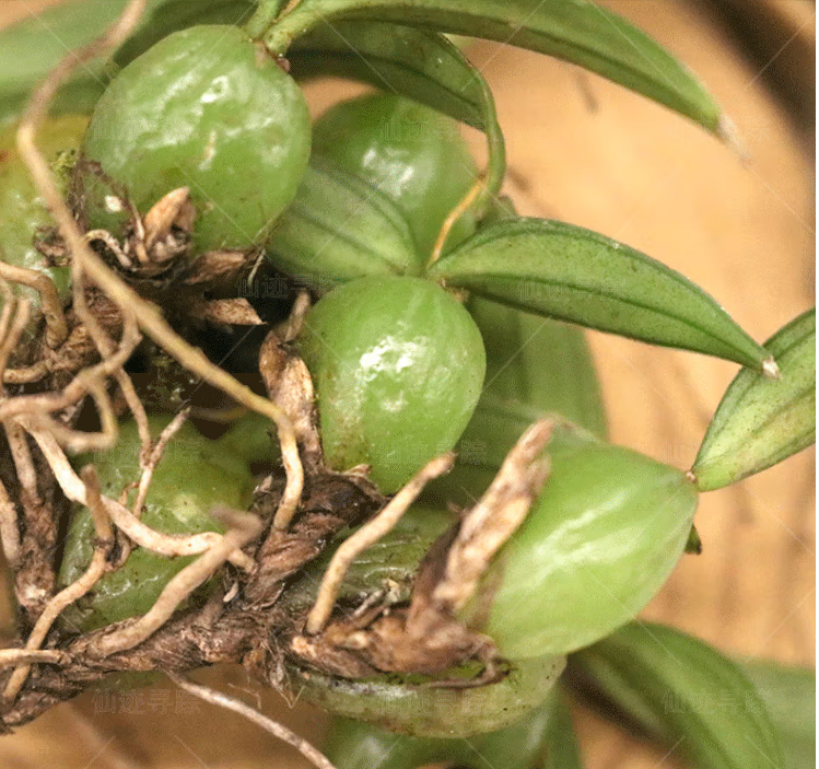 石橄榄的功效与作用及食用方法