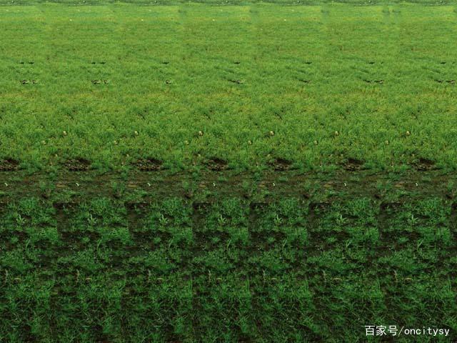 求一可以调节视力的三维图片！！