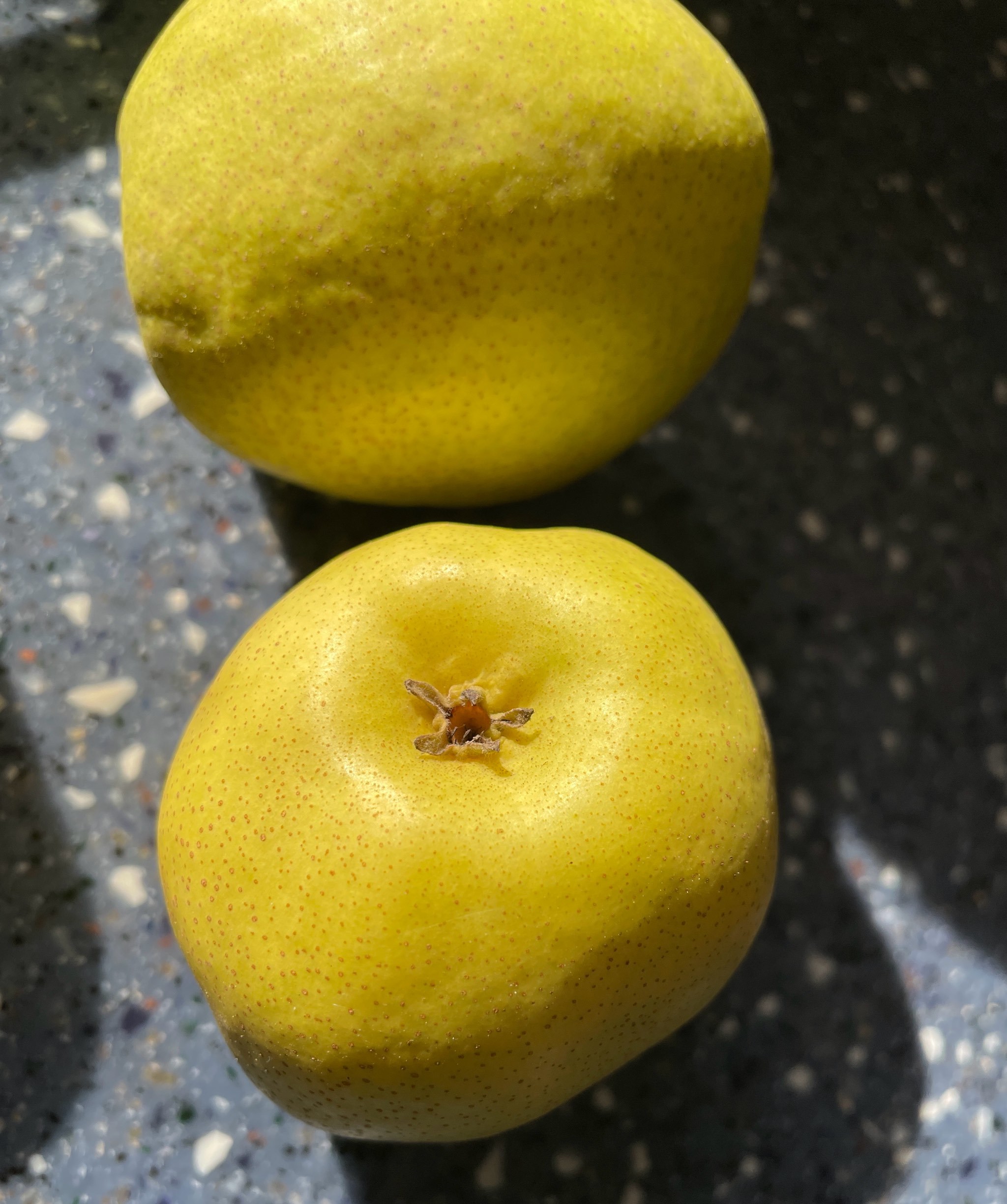 红啤梨在黄土高原还是长江三角洲