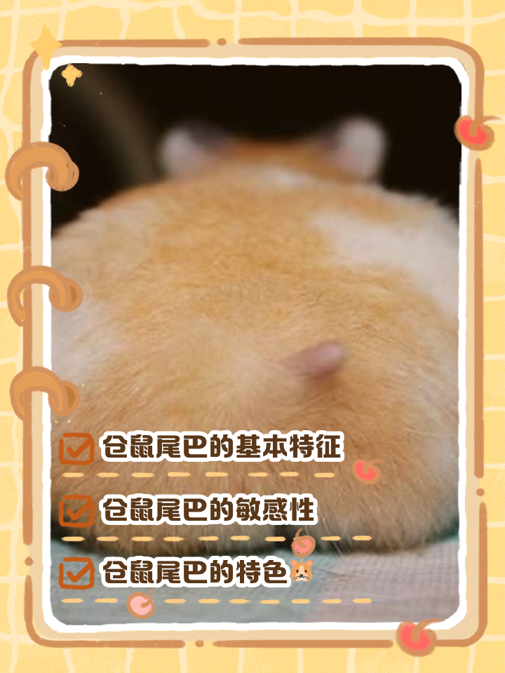 如何区分仓鼠中暑和仓鼠湿尾？